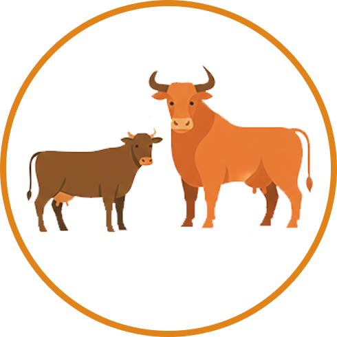 Cows and Bull گائے اور بیل